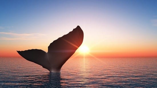 Temporada de ballenas en Australia